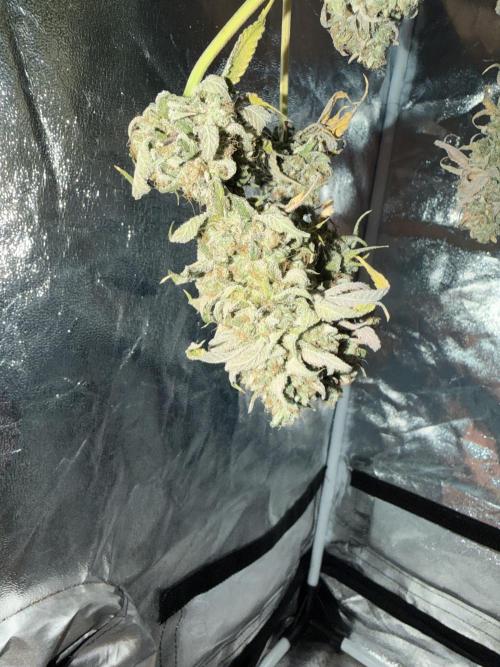 Seed Supplier Projekt. Week 15
