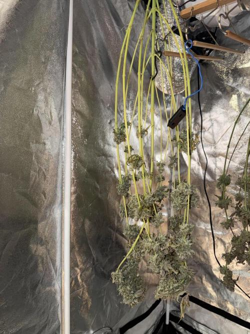 Seed Supplier Projekt. Week 15