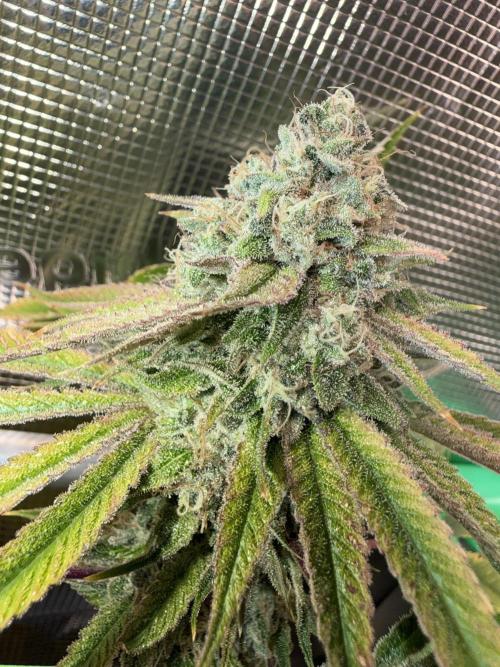 Seed Supplier Projekt. Week 15
