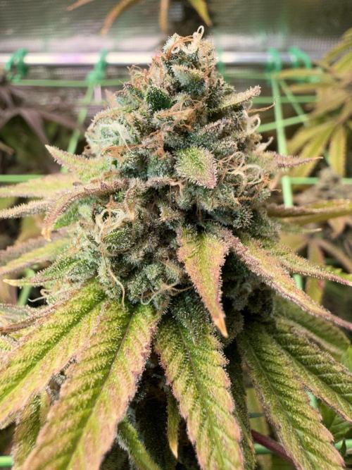Seed Supplier Projekt. Week 15