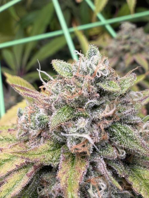 Seed Supplier Projekt. Week 15