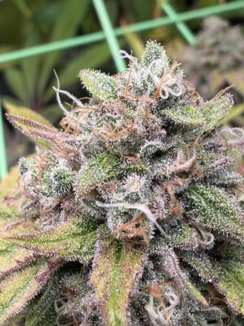 Seed Supplier Projekt. Week 15