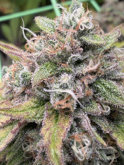 Seed Supplier Projekt. Week 15