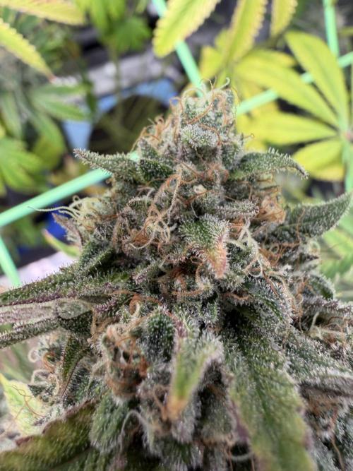 Seed Supplier Projekt. Week 15