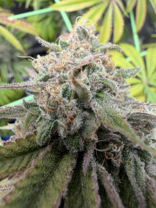 Seed Supplier Projekt. Week 15
