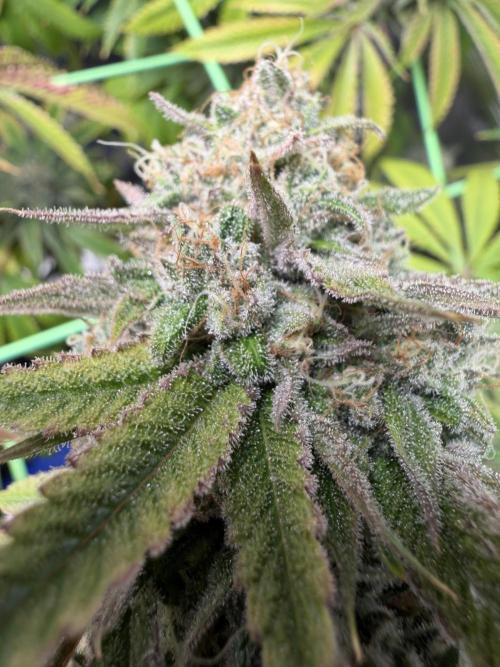 Seed Supplier Projekt. Week 15