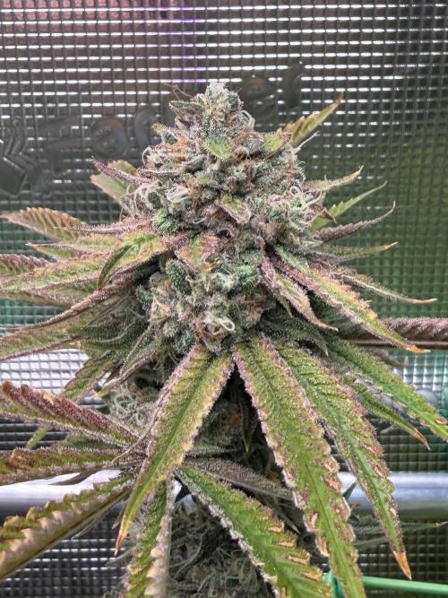 Seed Supplier Projekt. Week 15