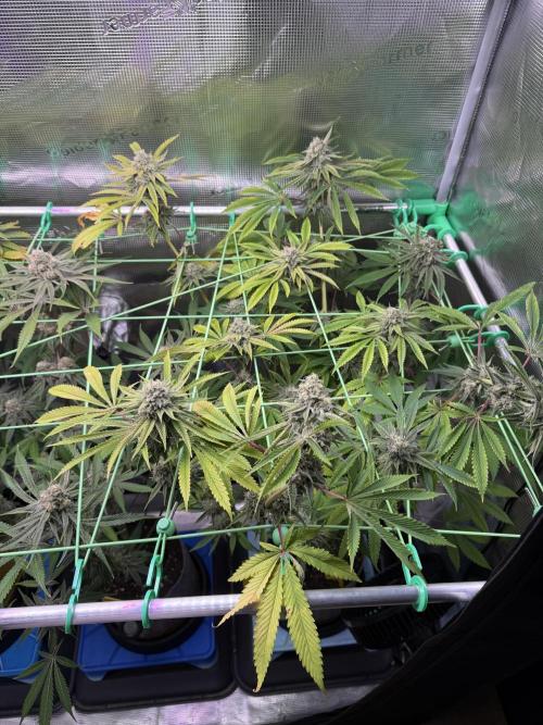 Grow Tent 4’x2’x5′ (120cm x 60cm x 150cm). Week 15