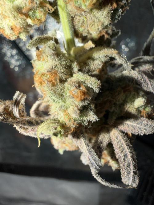 Seed Supplier Projekt. Week 14