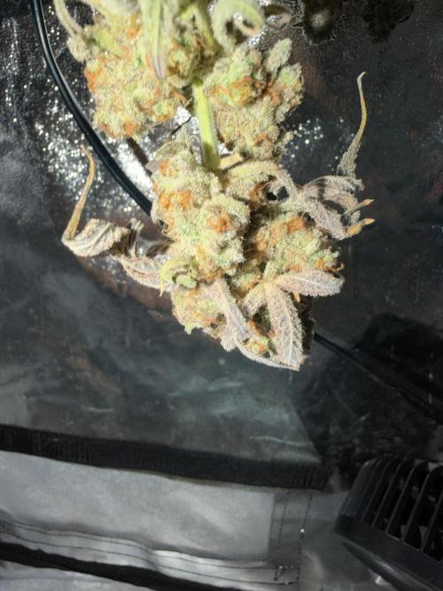 Seed Supplier Projekt. Week 14