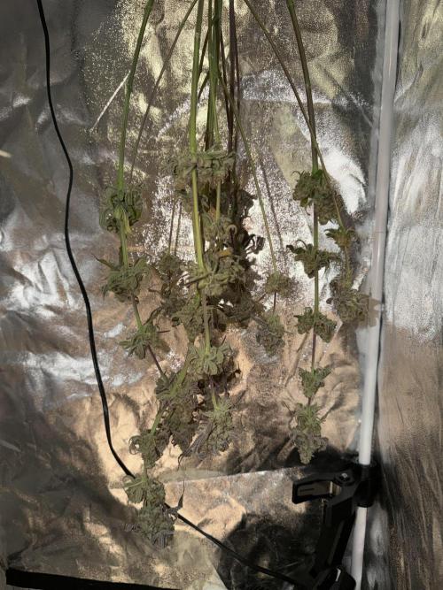 Seed Supplier Projekt. Week 14