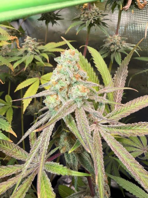 Seed Supplier Projekt. Week 14