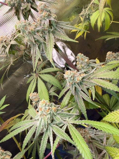 Seed Supplier Projekt. Week 14