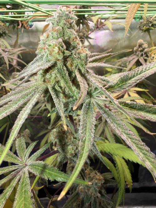 Seed Supplier Projekt. Week 14