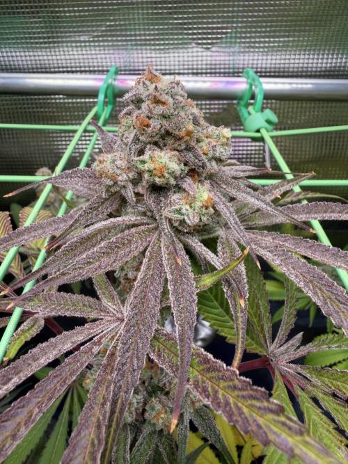 Seed Supplier Projekt. Week 14