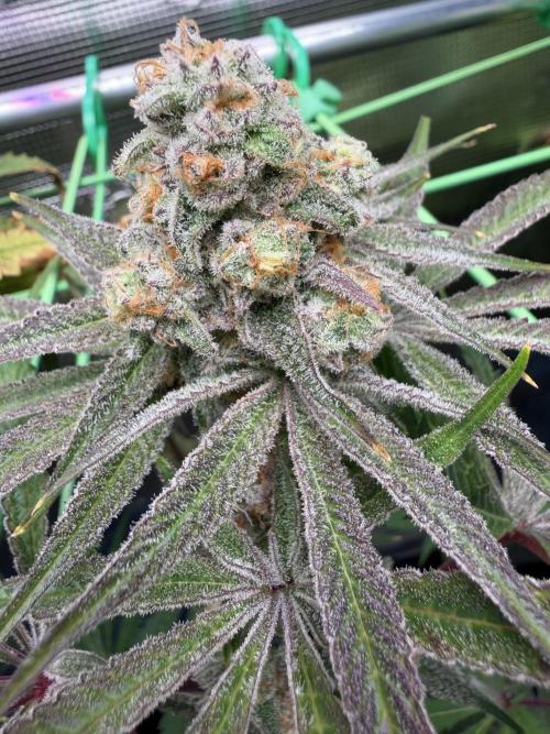 Seed Supplier Projekt. Week 14
