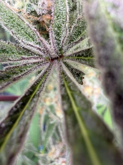 Seed Supplier Projekt. Week 14