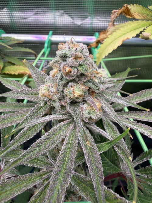 Seed Supplier Projekt. Week 14