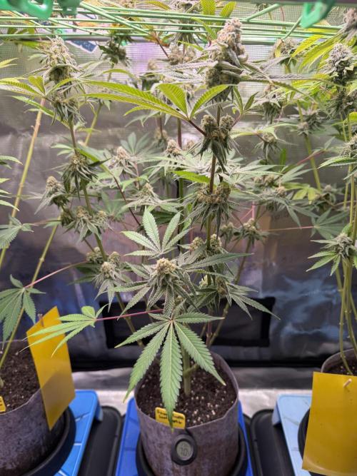 Grow Tent 4’x2’x5′ (120cm x 60cm x 150cm). Week 14