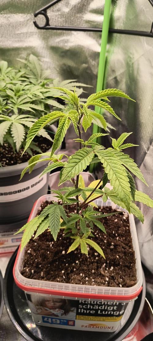 Papaya Tronix Supreme (High4Life)Steckl.. Week 1