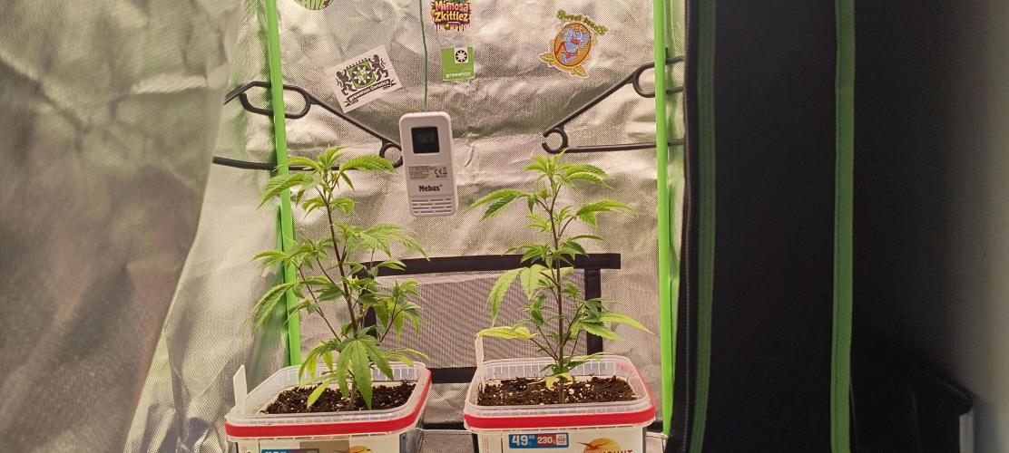 Papaya Tronix Supreme (High4Life)Steckl.. Week 1