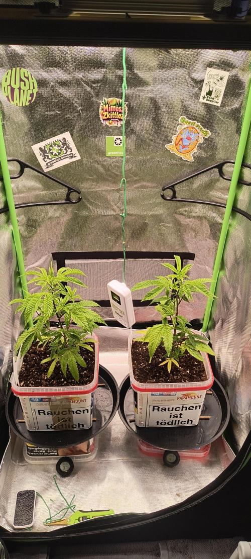 Papaya Tronix Supreme (High4Life)Steckl.. Week 1