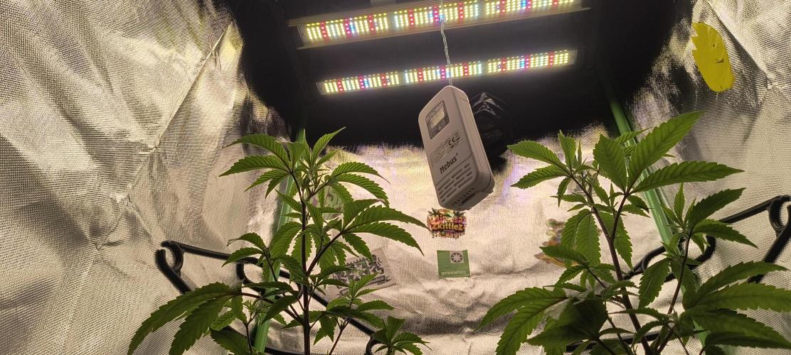 Papaya Tronix Supreme (High4Life)Steckl.. Week 1