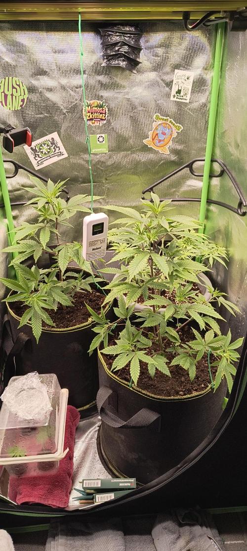 Papaya Tronix Supreme (High4Life)Steckl.. Week 2