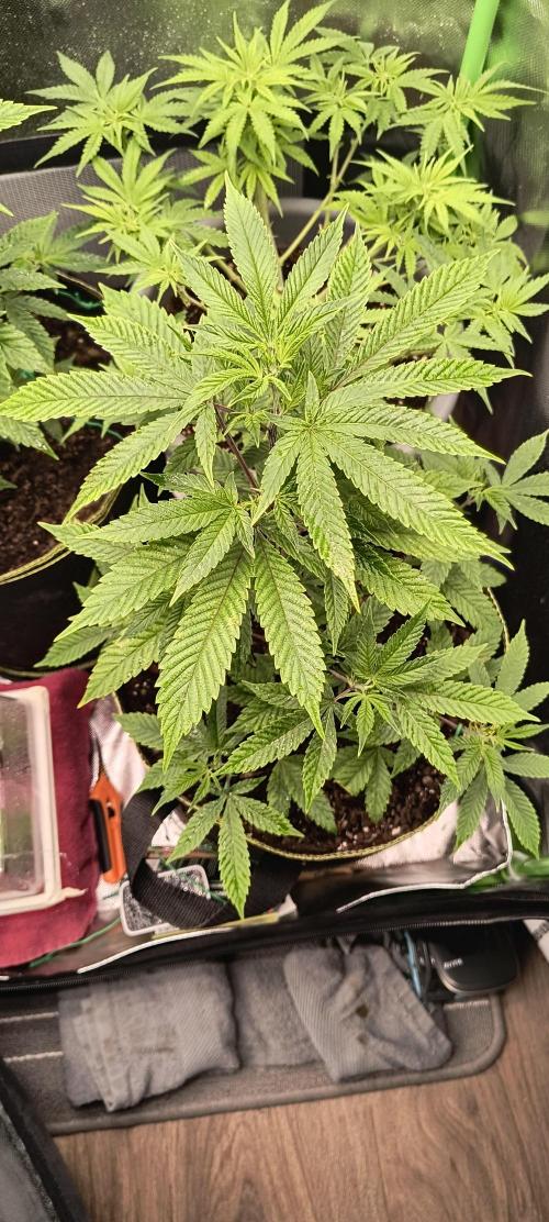 Papaya Tronix Supreme (High4Life)Steckl.. Week 2