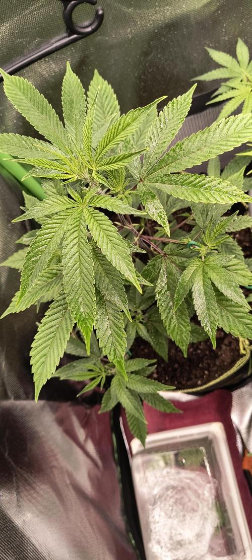 Papaya Tronix Supreme (High4Life)Steckl.. Week 2