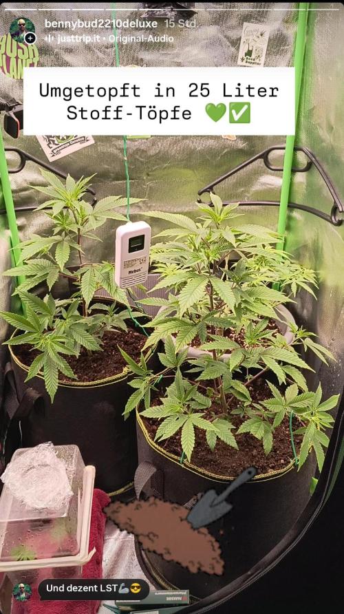 Papaya Tronix Supreme (High4Life)Steckl.. Week 2