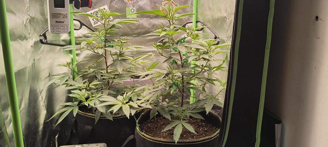 Papaya Tronix Supreme (High4Life)Steckl.. Week 3