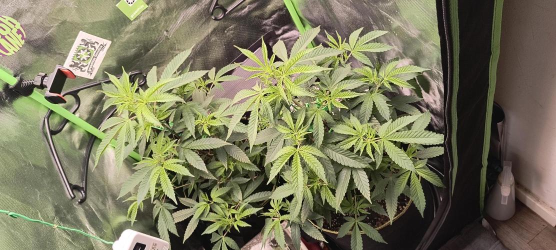 Papaya Tronix Supreme (High4Life)Steckl.. Week 3