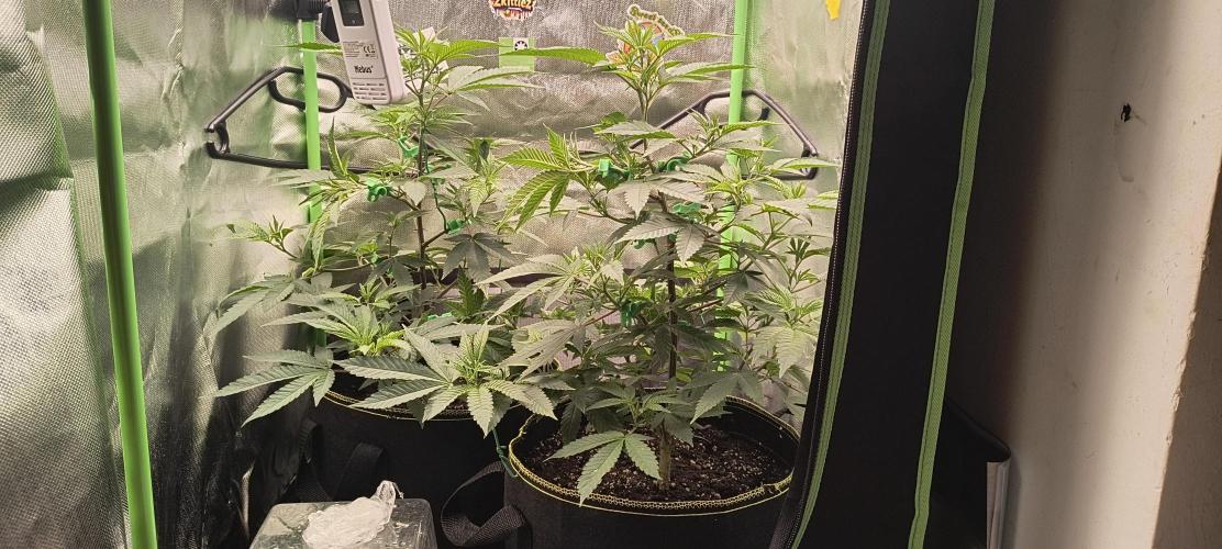 Papaya Tronix Supreme (High4Life)Steckl.. Week 3