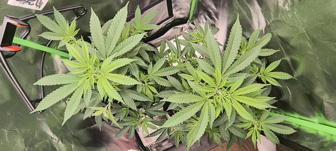 Papaya Tronix Supreme (High4Life)Steckl.. Week 3