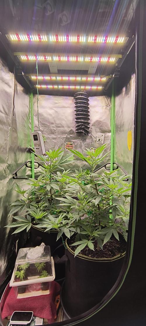 Papaya Tronix Supreme (High4Life)Steckl.. Week 3