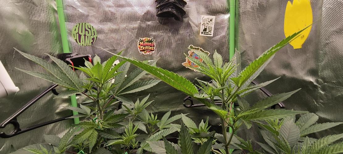 Papaya Tronix Supreme (High4Life)Steckl.. Week 3