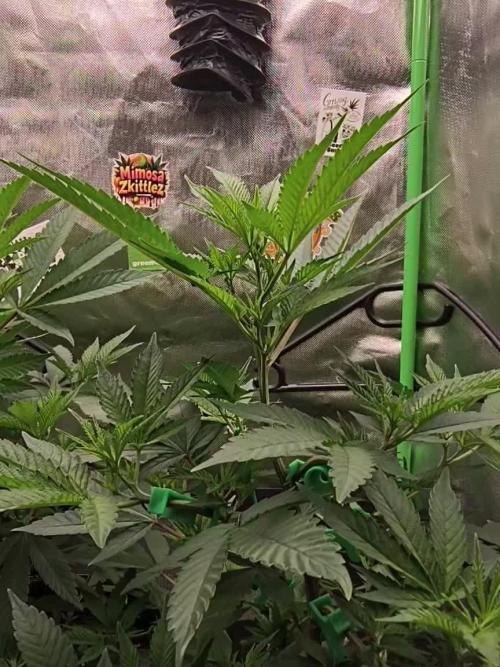 Papaya Tronix Supreme (High4Life)Steckl.