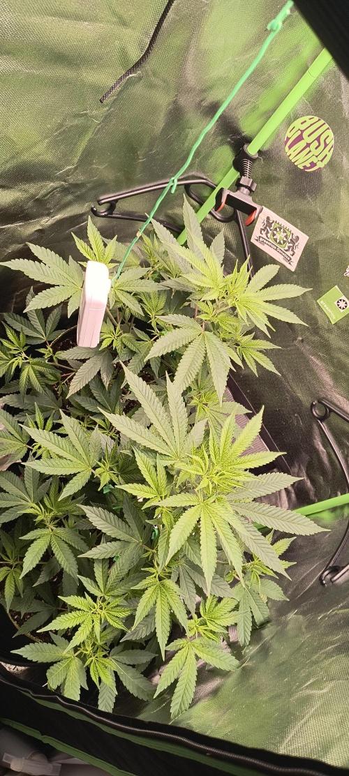 Papaya Tronix Supreme (High4Life)Steckl.. Week 3