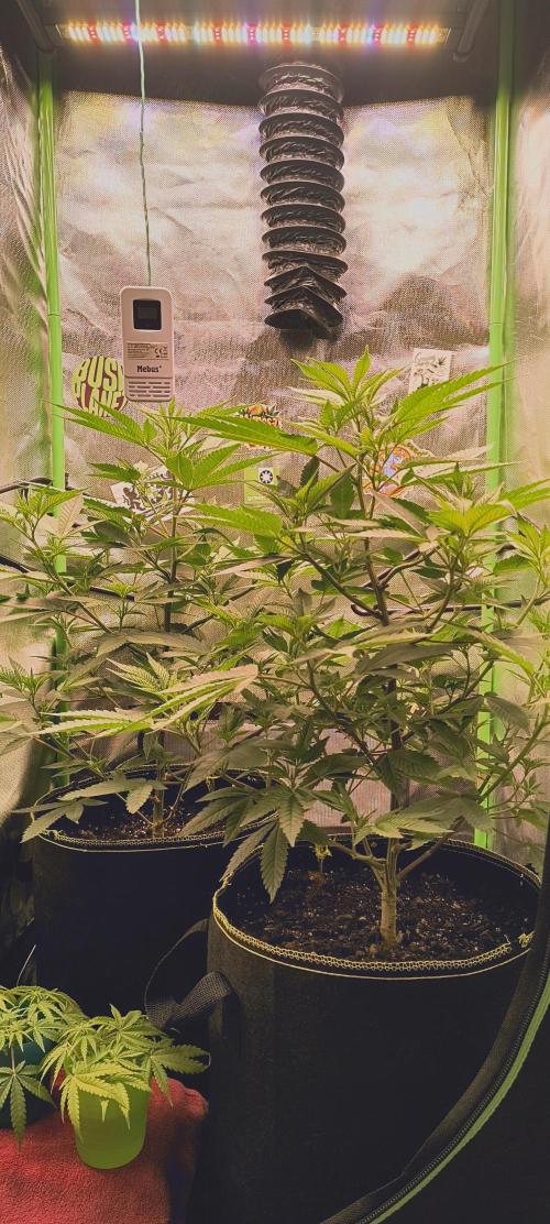 Papaya Tronix Supreme (High4Life)Steckl.. Week 3