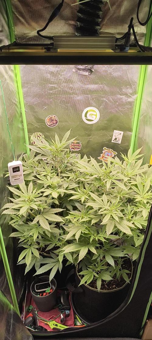 Papaya Tronix Supreme (High4Life)Steckl.. Week 4