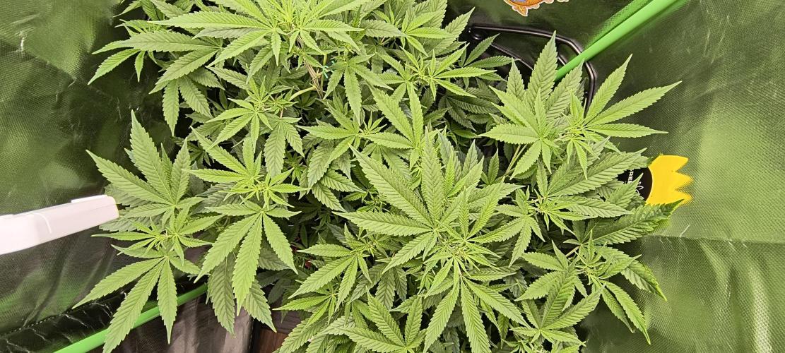 Papaya Tronix Supreme (High4Life)Steckl.. Week 4