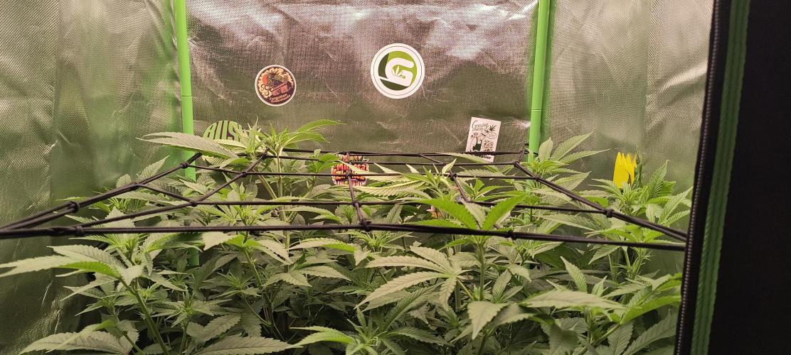 Papaya Tronix Supreme (High4Life)Steckl.. Week 4