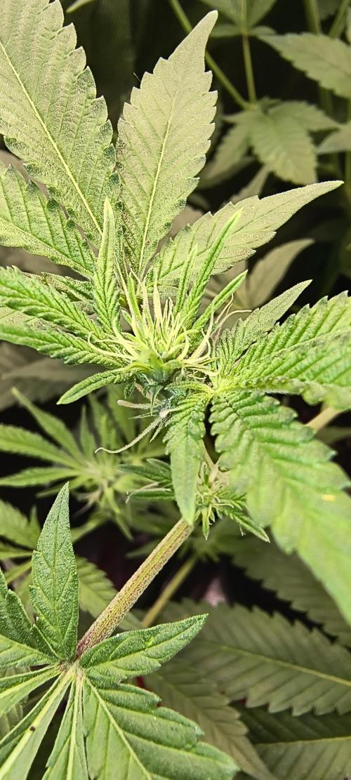 Papaya Tronix Supreme (High4Life)Steckl.. Week 5