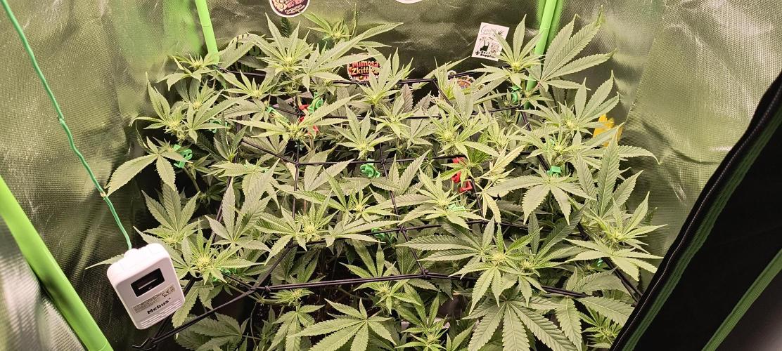 Papaya Tronix Supreme (High4Life)Steckl.. Week 6