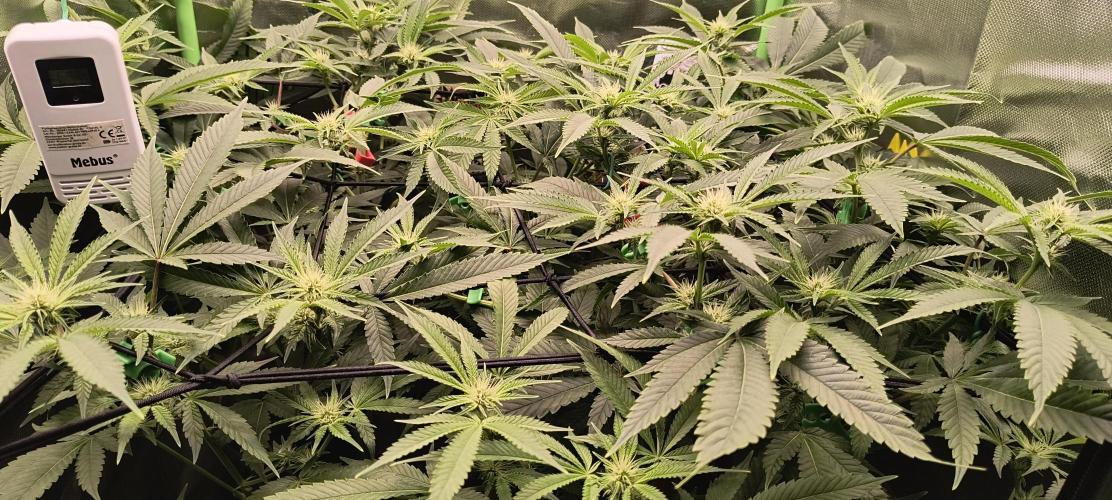 Papaya Tronix Supreme (High4Life)Steckl.. Week 7