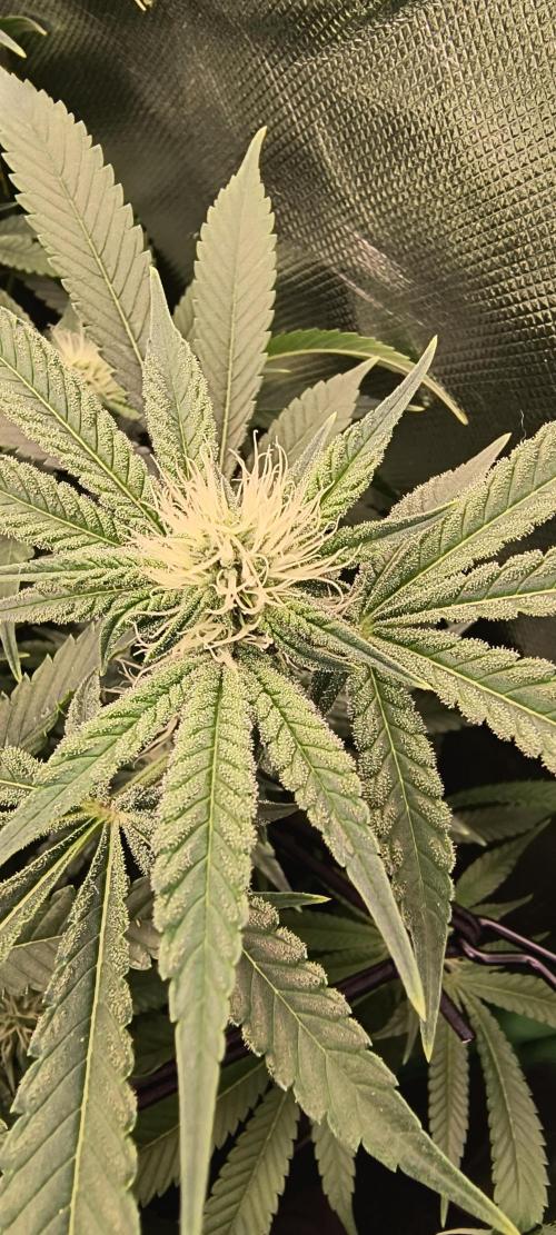 Papaya Tronix Supreme (High4Life)Steckl.. Week 8