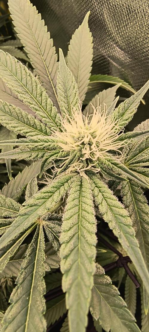 Papaya Tronix Supreme (High4Life)Steckl.. Week 8