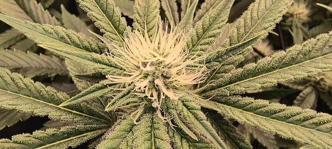 Papaya Tronix Supreme (High4Life)Steckl.. Week 8