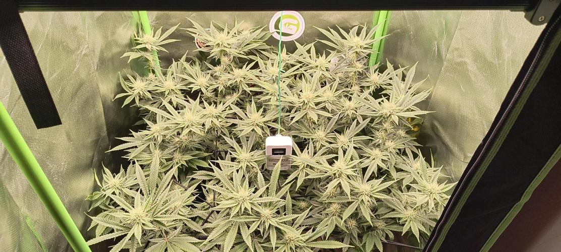 Papaya Tronix Supreme (High4Life)Steckl.. Week 9